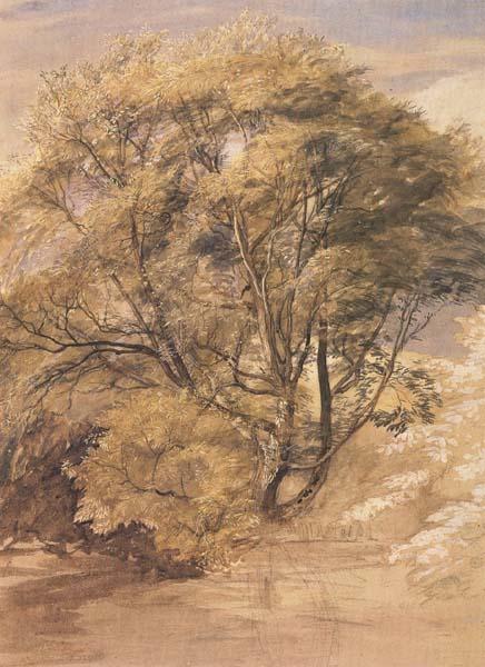 Samuel Palmer The Willow Sweden oil painting art
